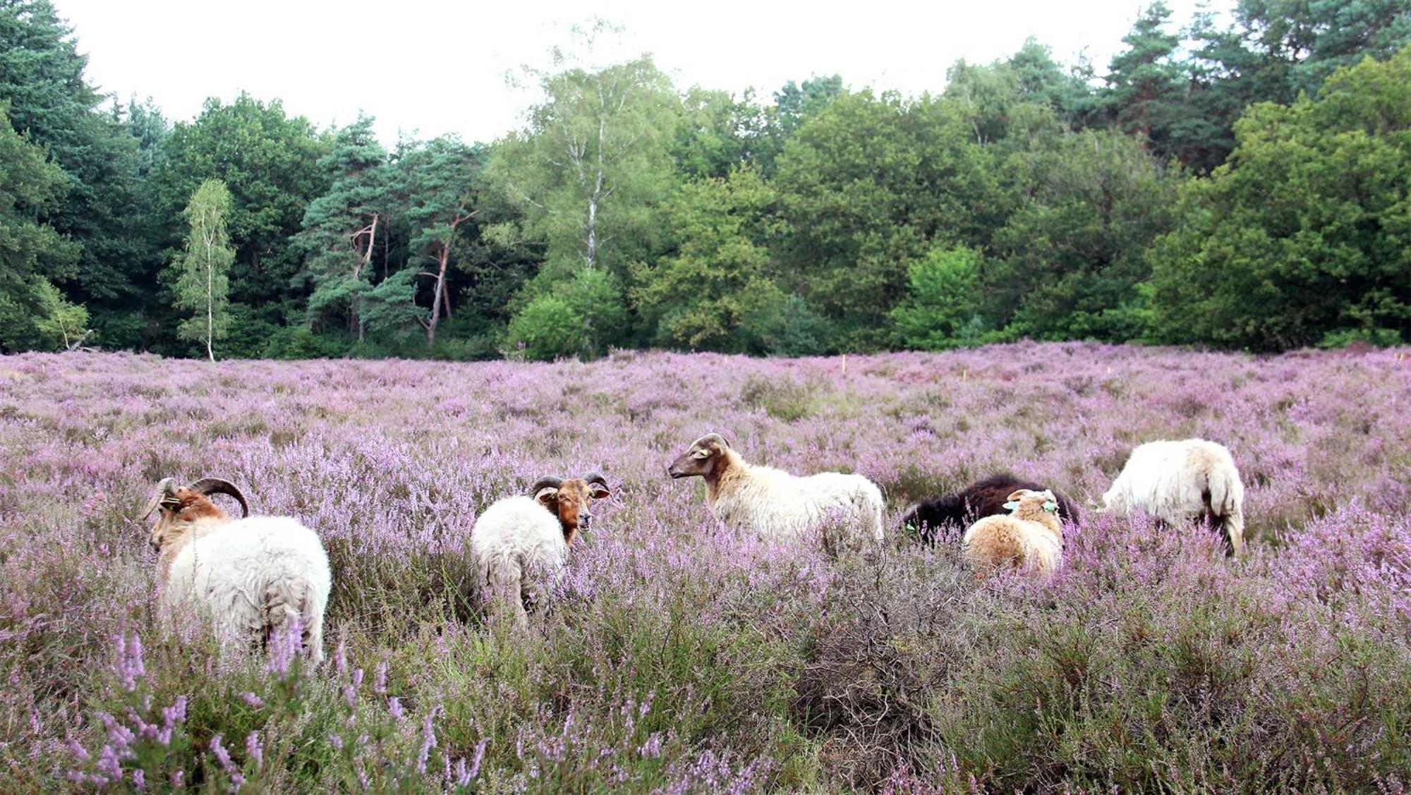 Molecaten Park Landgoed Ginkelduin Leersum Exterior foto
